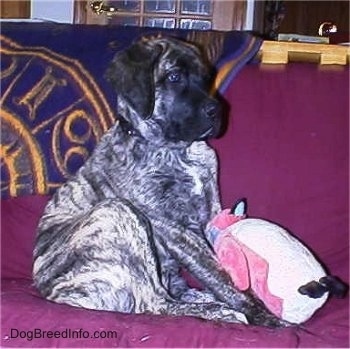 The right side of a brindle American Mastiff puppy that is sitting on a couch with a penguin plush toy in front of it.